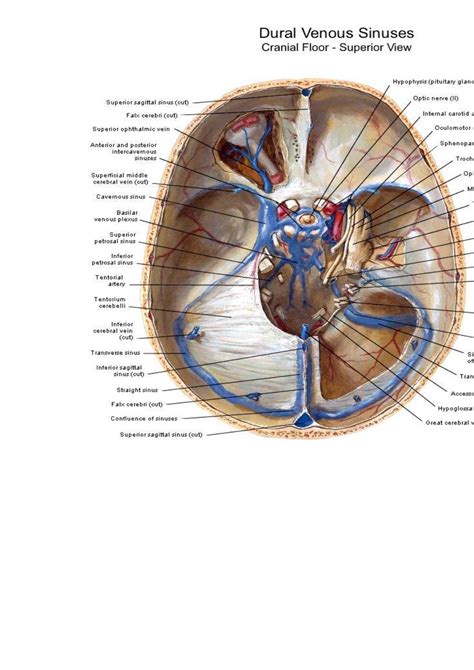 Cavernous sinus anatomy