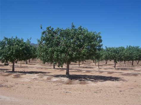 Pistachio Tree: Pictures, Images, Photos, Facts on Pistachio Trees