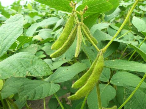 Organic Soybean Farming, Production Process | Agri Farming