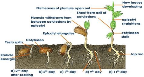 Germination: Planting Beans – Perkins School for the Blind