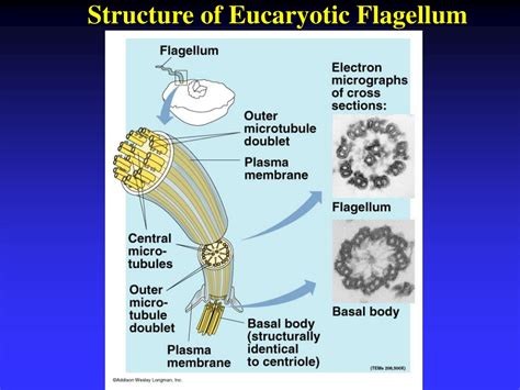 PPT - Chapter 4 Cell Structure: A Tour of the Cell PowerPoint Presentation - ID:9513860