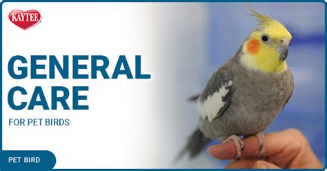 General Care for Pet Birds