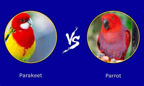 Parakeets VS Parrots: How To Tell Them Apart - IMP WORLD