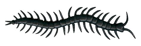 Centipede Clipart - Cliparts.co