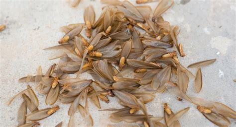 Flying termites means serious trouble | Ehrlich Pest Control