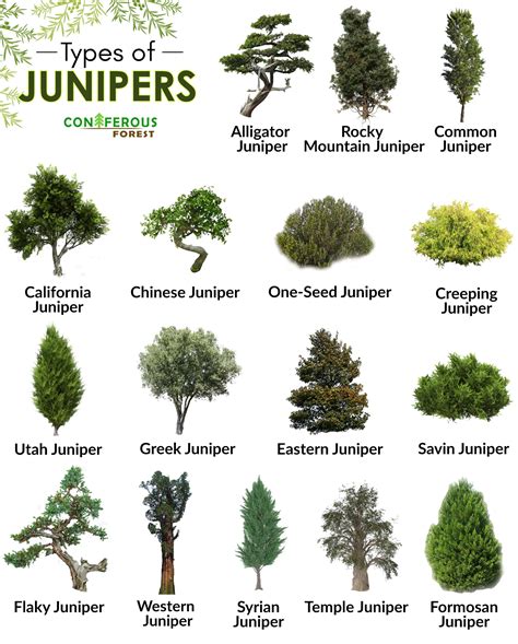 Juniper Tree Types