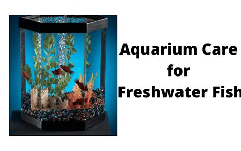 Aquarium Care for Freshwater Fish - Cat Sitter Toronto Inc.