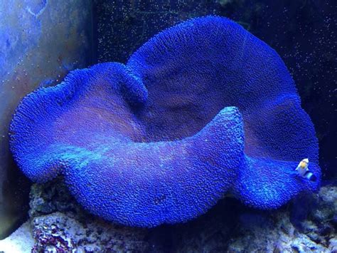 Blue Carpet Anemone | Reef Tank | Pinterest