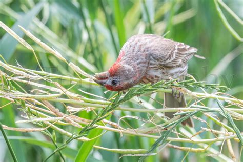 House Finch Feeding – Tom Murphy Photography