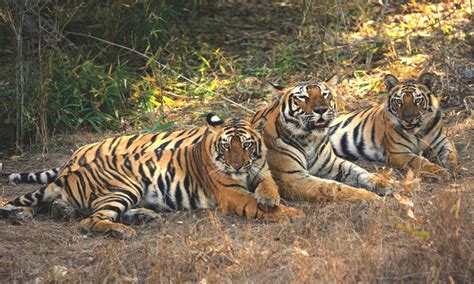 Pench Jungle Safari - Make the Most of Your Tour to Experience the Wildlife » Amazing Wildlife ...