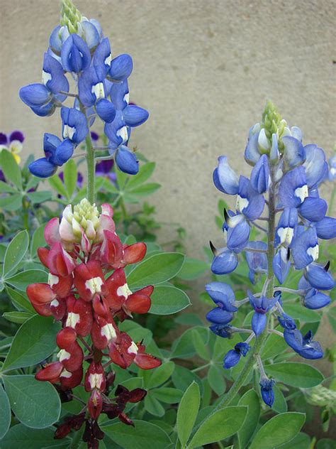 Texas State Flower | Bluebonnet