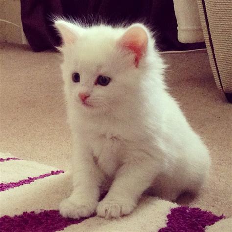 12 White fluffy kittens to snuggle up with – SheKnows