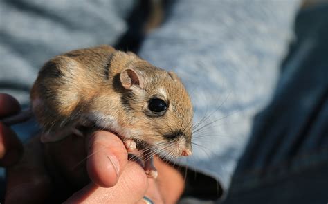 Stephens' kangaroo rat | FWS.gov