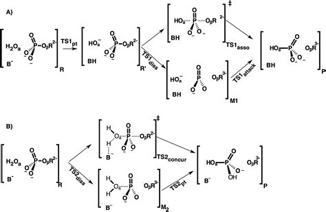 Hydrolysis Of Atp Mechanism