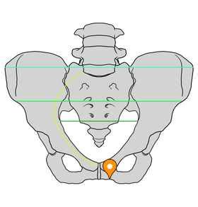 Subpubic angle - e-Anatomy - IMAIOS