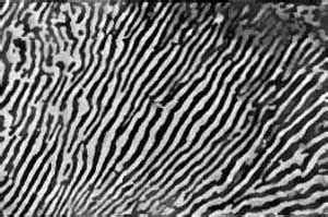 Cementite Microstructure