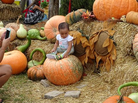 Kula Country Farm Pumpkin Patch on Maui, James Brennan Haw… | Flickr