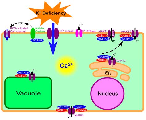 IJMS | Free Full-Text | Plant Calcium Signaling in Response to Potassium Deficiency