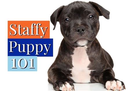 Staffordshire Bull Terrier Puppy [Ultimate Staffy Puppies Guide]