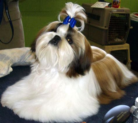 17 Best images about Shih Tzu Hair Styles for Male on Pinterest | Toy dogs, Shih tzu and Dog toys