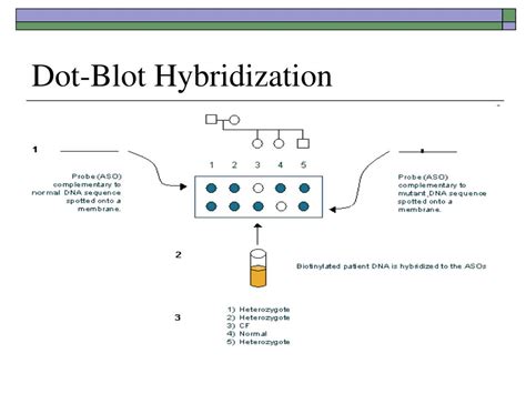 PPT - Unit 2 Basic Immunologic Reactions PowerPoint Presentation, free download - ID:767806