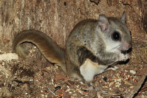 Maryland Biodiversity Project - Southern Flying Squirrel (Glaucomys volans)