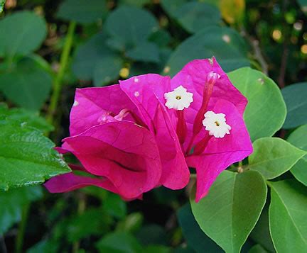 Flora And Fauna Found In Fiji