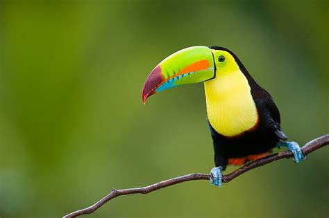 Toucan 1080P, 2K, 4K, 5K HD wallpapers free download | Wallpaper Flare