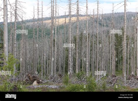 Bavarian Forest National Park Stock Photo - Alamy