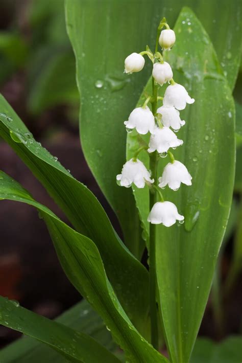 How to Grow Convallaria - Lily-of-the-Valley