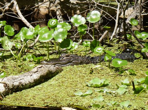 Kayaking Wekiva River & Rock Springs Run with Gators! ~ When 140 Characters Just Doesn't Cut It...