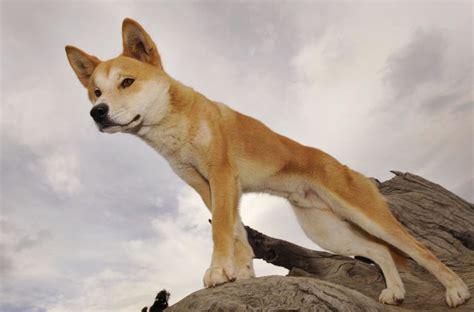 Stray puppy left in rural Australian yard found to be purebred dingo | CNN