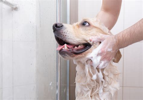 7 Best Dog Shampoos for Dry, Itchy Skin | Kong Club