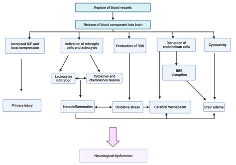 Pathophysiology Of A Stroke