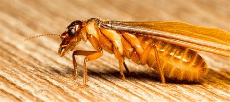 What Do Termites Look Like In Florida? Tips For Identification | ABC Blog