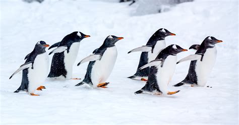 To stay safe on snow or ice, walk like a penguin | Morris Hospital