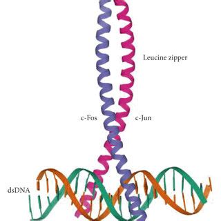 Structure of activator protein (AP)-1. The carboxy-terminal regions of... | Download Scientific ...