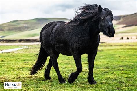 7 Graceful Black Horse Breeds You Need to See (W/ Pictures)