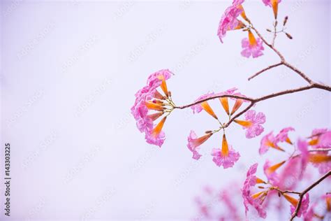 Tabebuia rosea Stock Photo | Adobe Stock