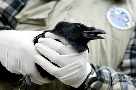 Bird Flu Vaccination Photograph by Christophe Vander Eecken/reporters ...