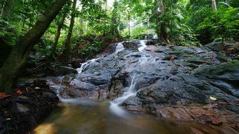 Forest Research Institute Malaysia (FRIM) - Tourism Selangor