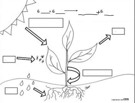 Photosynthesis Diagram Diagram | Quizlet