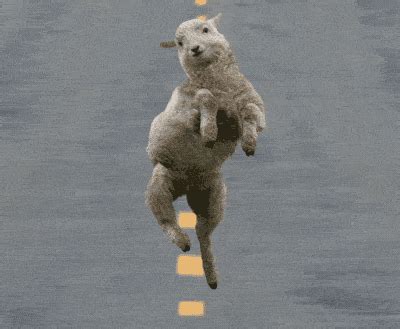 Dancer Ewe GIF - Find & Share on GIPHY