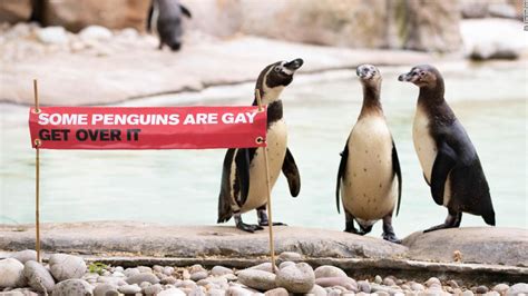 The London Zoo is celebrating Pride month in honor of its gay penguins ...