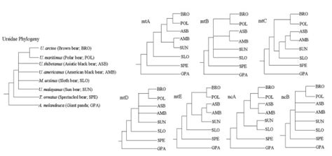 Long-standing unresolved Ursidae phylogeny (tree in the left) and... | Download Scientific Diagram