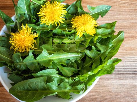 Dandelion Uses – How To Use Dandelion Flowers And Plants