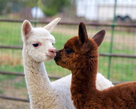 Blind cria - Alpaca Blog