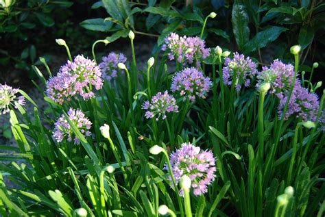 Allium 'Millenium' – Nurseries Caroliniana