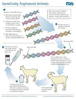 Genetic Engineering Process Flow Chart