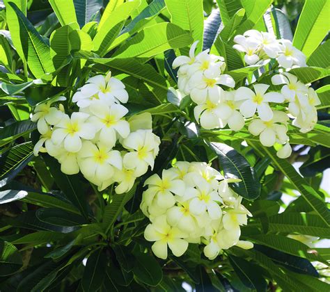 Tropical plumeria flowers Photograph by Elena Chukhlebova - Fine Art America